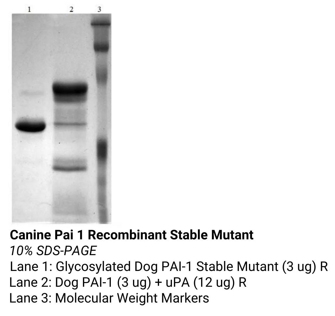 *Canine Pai 1 Recombinant Stable Mutant